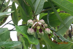 Cynanchum annularium