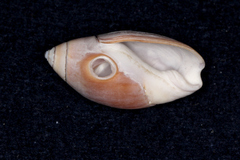 Callianax