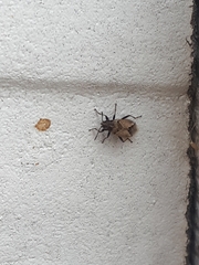 Nysius huttoni