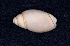 Callianax
