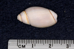 Callianax