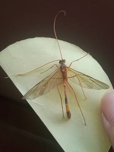 Dicamptus isshikii
