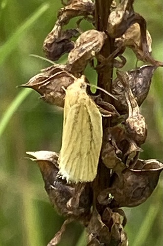 Clemens' Clepsis Moth photo 3