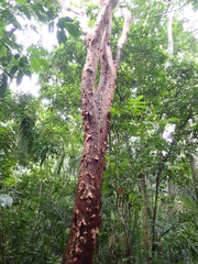 Bursera simaruba image