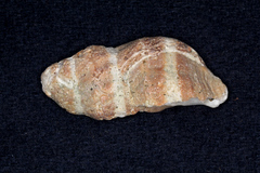 Muricoidea