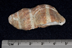 Muricoidea