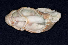Muricoidea