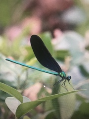Matrona basilaris