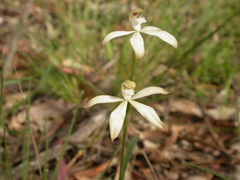 Caladenia ustulata