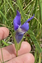 Gentianopsis thermalis