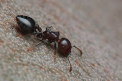 Crematogaster cornigera