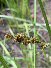 Carex arcta