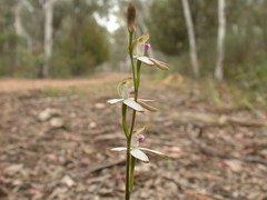 Caladenia ustulata