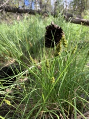 Carex arcta