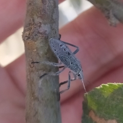 Apodiphus integriceps