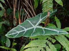 Alocasia longiloba