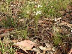 Caladenia ustulata