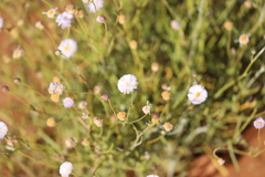 Brachyscome dentata