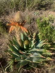 Aloe pratensis