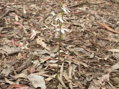 Caladenia ustulata