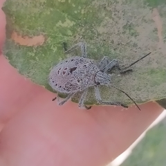 Apodiphus integriceps