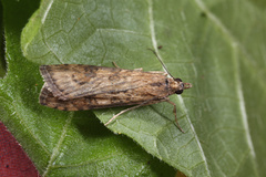 Nomophila noctuella
