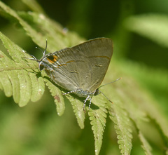 Hypolycaena erylus