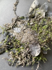 Hygroamblystegium humile