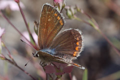 Polyommatus escheri