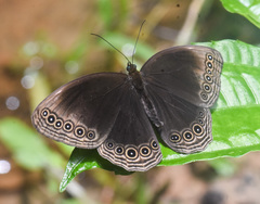 Ethope himachala