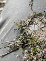 Hygroamblystegium humile