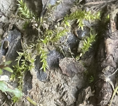 Hygroamblystegium humile