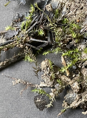 Hygroamblystegium humile