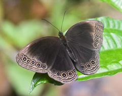 Ethope himachala