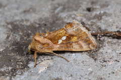 Chrysodeixis chalcites