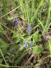 Gentianopsis thermalis