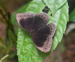 Ethope himachala