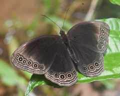 Ethope himachala