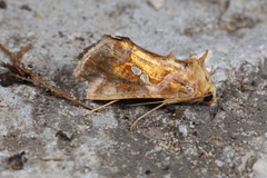 Chrysodeixis chalcites