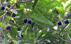 Ficus henneana