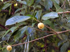 Ficus henneana