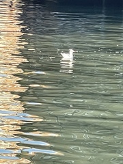 Chroicocephalus ridibundus