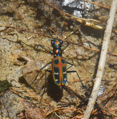 Cosmodela barmanica