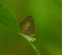 Arhopala perimuta