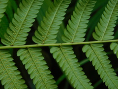 Pneumatopteris callosa