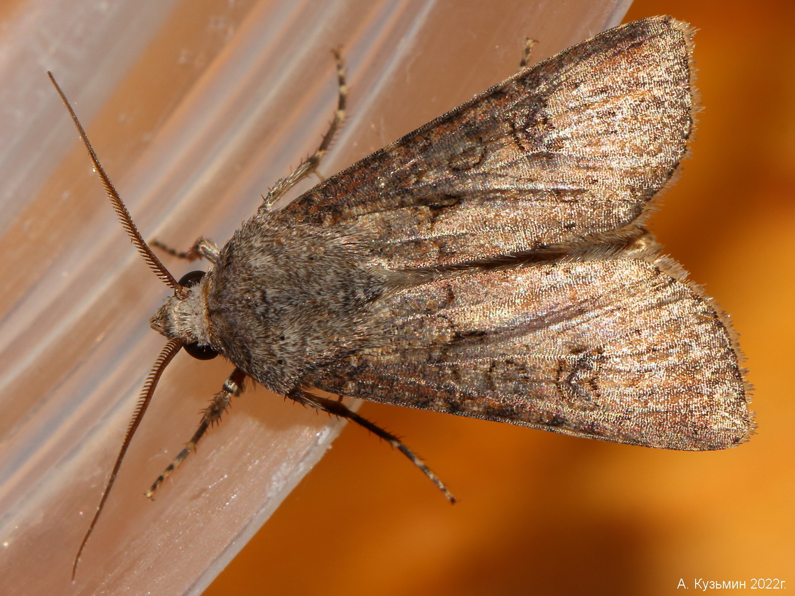 Совка Озимая (Agrotis segetum)