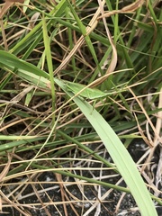 Atractomorpha sinensis