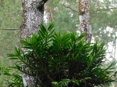 Grammatophyllum