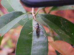 Campeprosopa flavipes