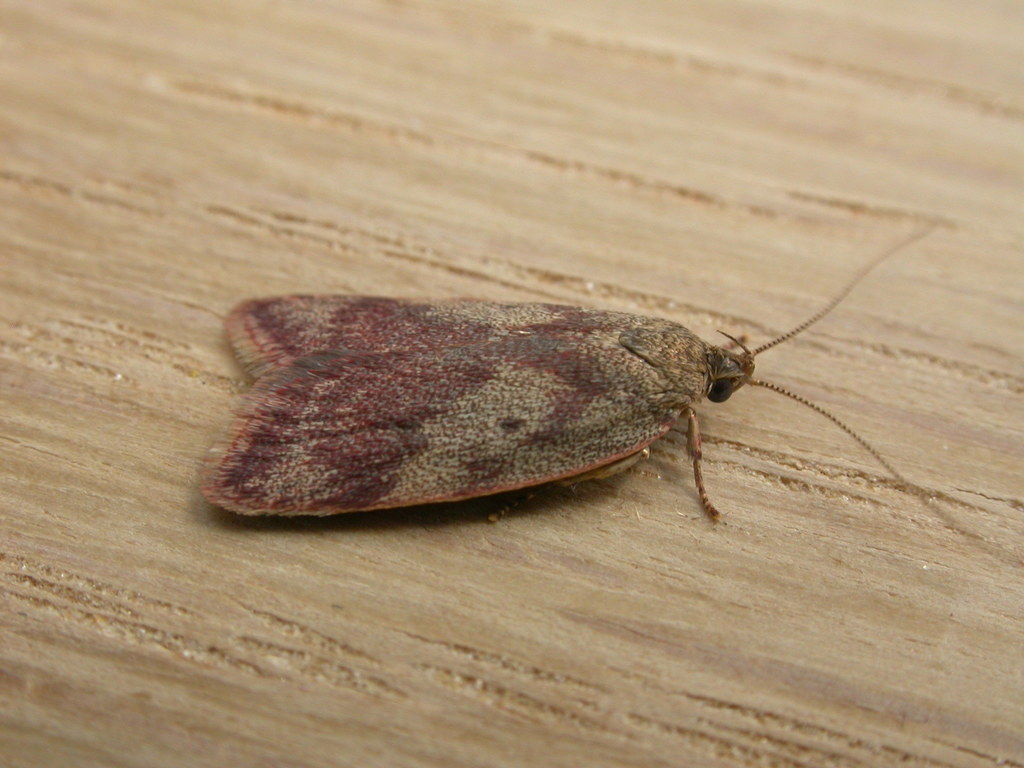 Garrha absumptella